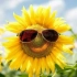 9 Očarljive sorte sončnic za svetel cvetlični vrt